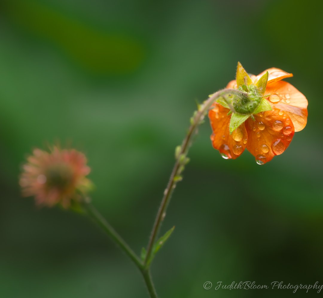 Where Warmth Blooms — orange flower with rain drops